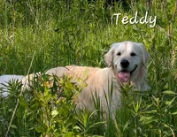 AKC 5th pick boy, a male English Cream Golden Retriever for sale in Marshfield, WI – 4 of 9