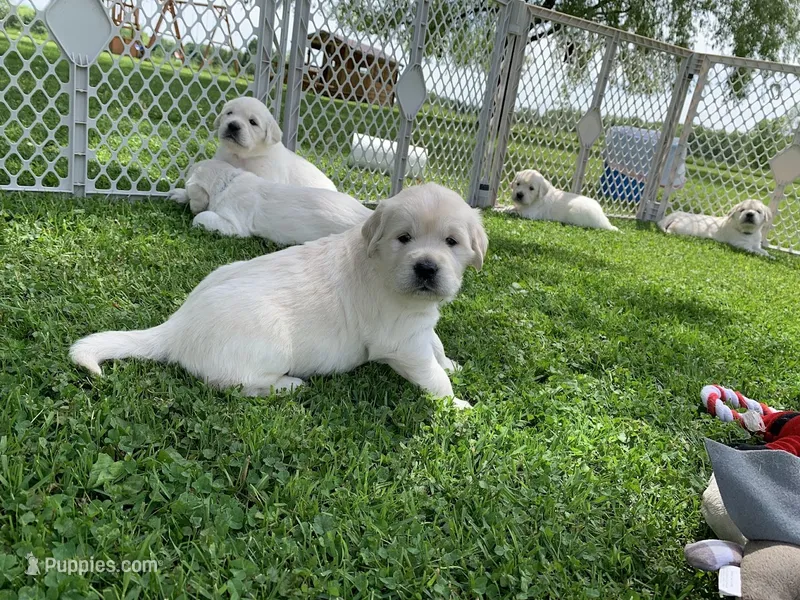 AKC 5th pick boy – English Cream Golden Retriever puppy for sale in Marshfield, WI
