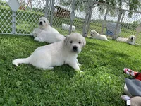 AKC 5th pick boy, a male English Cream Golden Retriever for sale in Marshfield, WI – 1 of 9