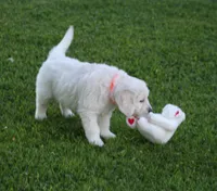 Orange collar girl from AKC/OFA parents, a female English Cream Golden Retriever for sale in Marshfield, WI – 2 of 9