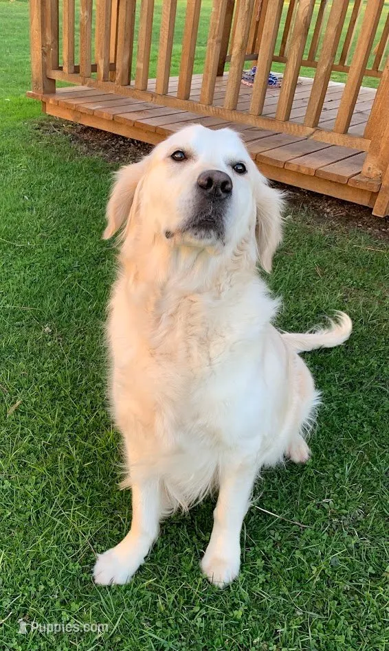 AKC 6th pick, a male English Cream Golden Retriever for sale in Marshfield, WI – 4 of 8