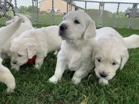 5th pick girl, a female English Cream Golden Retriever for sale in Marshfield, WI – 4 of 10