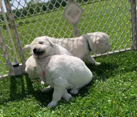 AKC 5th pick boy, a male English Cream Golden Retriever for sale in Marshfield, WI – 6 of 9