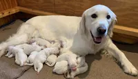 5th pick girl, a female English Cream Golden Retriever for sale in Marshfield, WI – 2 of 10