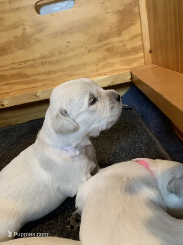 AKC 6th pick, a male English Cream Golden Retriever for sale in Marshfield, WI – 1 of 8