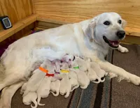 AKC 4th pick boy, a male English Cream Golden Retriever for sale in Marshfield, WI – 2 of 10