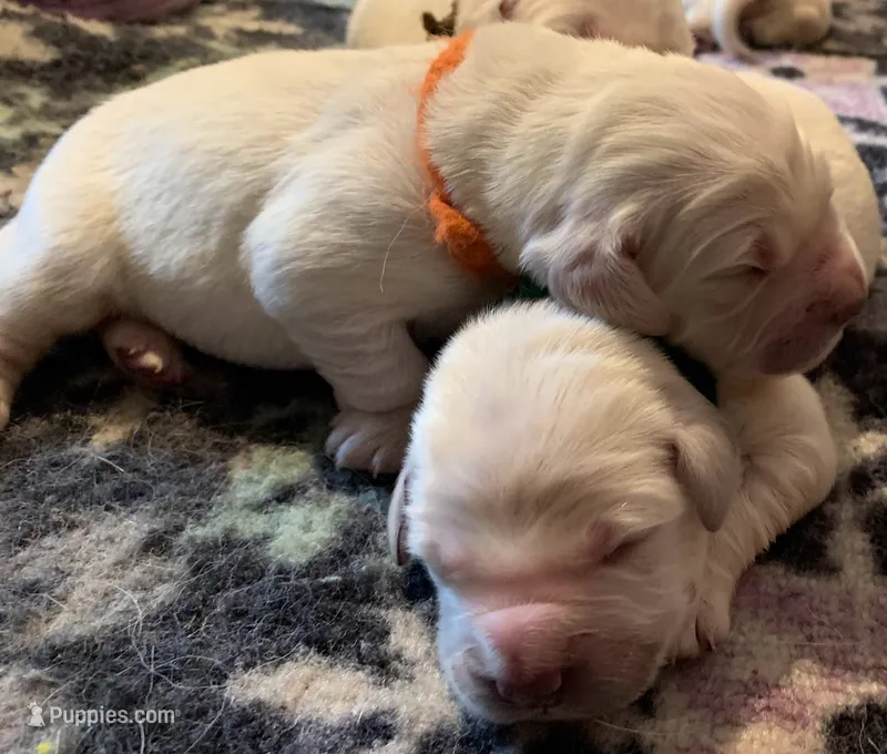 boy a – English Cream Golden Retriever puppy for sale in Marshfield, WI
