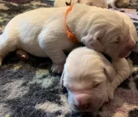 boy a, a male English Cream Golden Retriever for sale in Marshfield, WI – 1 of 9