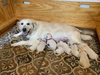 AKC 5th pick boy, a male English Cream Golden Retriever for sale in Marshfield, WI – 9 of 9