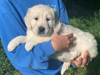 2nd pick Boy B, a male English Cream Golden Retriever for sale in Marshfield, WI – 1 of 10