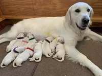 Girl B, a female English Cream Golden Retriever for sale in Marshfield, WI – 4 of 8