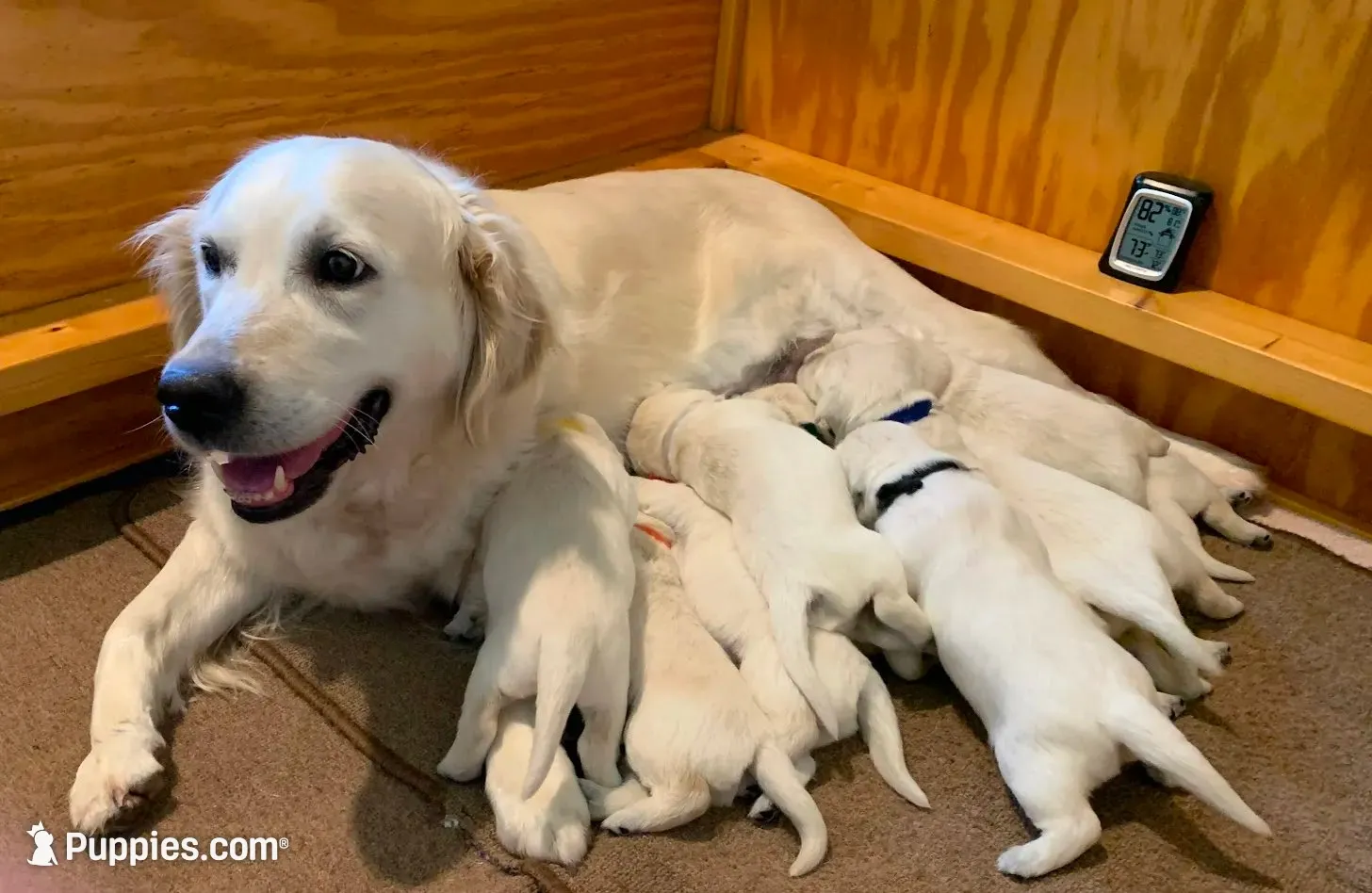 AKC 4th pick boy, a male English Cream Golden Retriever for sale in Marshfield, WI – 2 of 10
