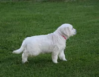 Pink Collar girl from AKC/OFA parents, a female English Cream Golden Retriever for sale in Marshfield, WI – 2 of 10