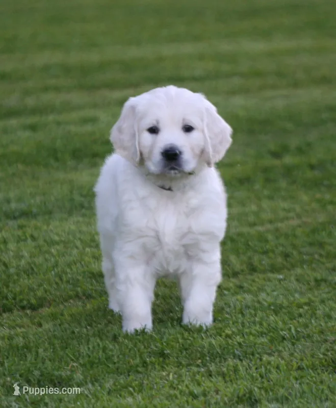 Black Collar girl from AKC/OFA parents – English Cream Golden Retriever puppy for sale in Marshfield, WI