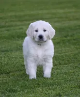 Black Collar girl from AKC/OFA parents, a female English Cream Golden Retriever for sale in Marshfield, WI – 1 of 10