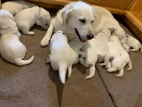 AKC 4th pick boy, a male English Cream Golden Retriever for sale in Marshfield, WI – 9 of 10