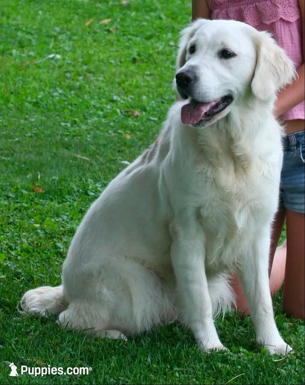 May litter, a  English Cream Golden Retriever for sale in Marshfield, WI – Photo 2 of 6