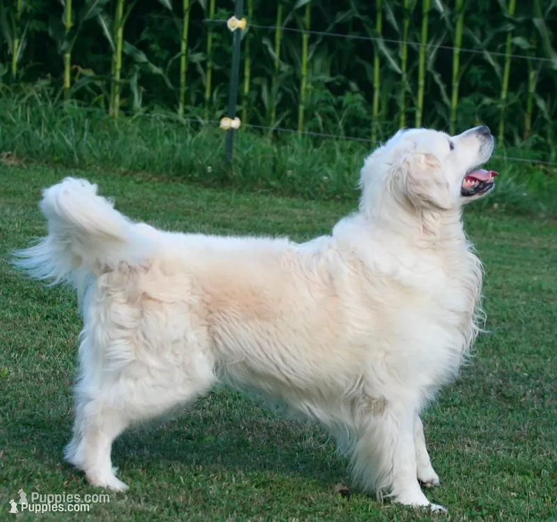 May litter – English Cream Golden Retriever puppy for sale in Marshfield, WI