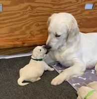 AKC Boy B, a male English Cream Golden Retriever for sale in Marshfield, WI – 1 of 10