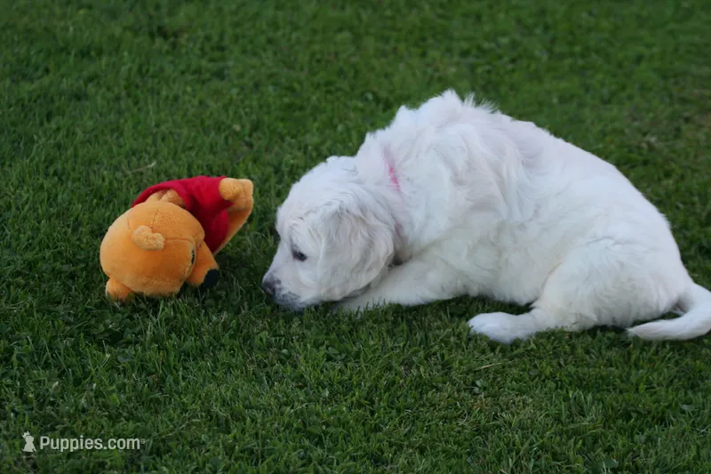 Pink Collar girl from AKC/OFA parents – English Cream Golden Retriever puppy for sale in Marshfield, WI