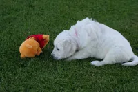 Pink Collar girl from AKC/OFA parents, a female English Cream Golden Retriever for sale in Marshfield, WI – 1 of 10