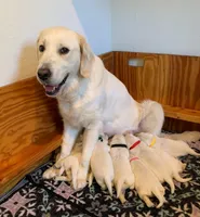 AKC Girl B, a female English Cream Golden Retriever for sale in Marshfield, WI – 10 of 10