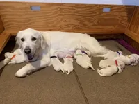 boy a, a male English Cream Golden Retriever for sale in Marshfield, WI – 9 of 9