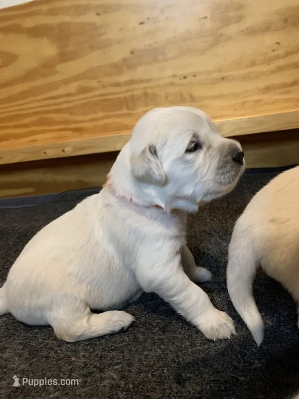 AKC 5th pick boy – English Cream Golden Retriever puppy for sale in Marshfield, WI