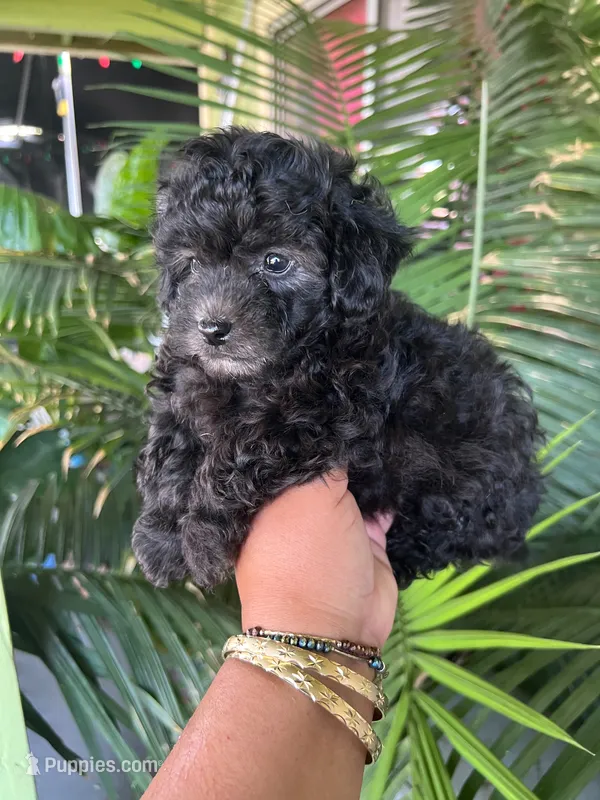 Oso, a male Poodle - Toy  for sale in Lindsay, CA – 1 of 1