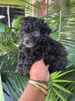 Oso, a male Poodle - Toy  for sale in Lindsay, CA – 1 of 1