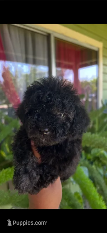 Oso – Poodle - Toy  puppy for sale in Lindsay, CA