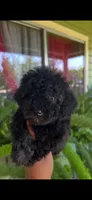 Oso, a male Poodle - Toy  for sale in Lindsay, CA – 1 of 1