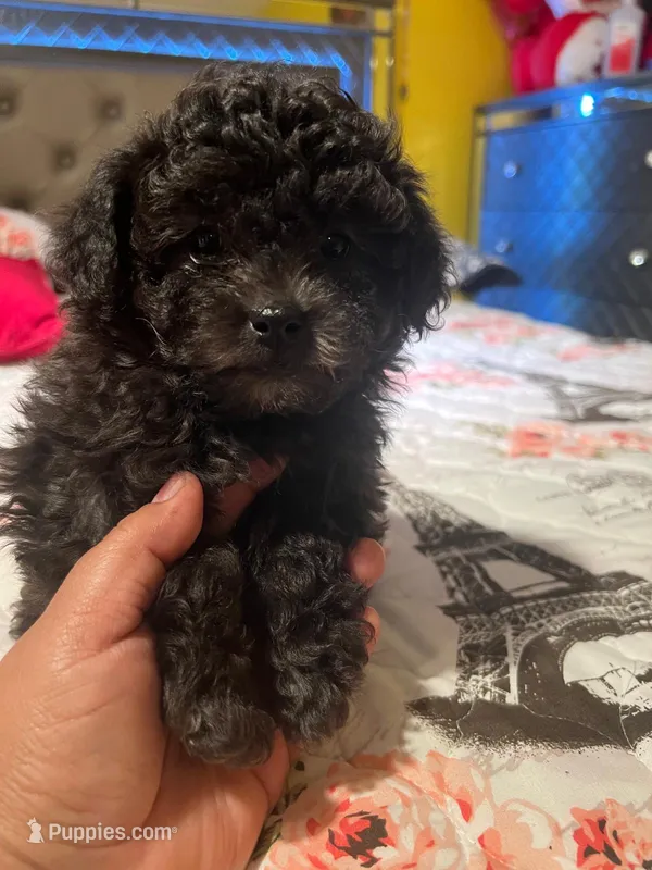Oso – Poodle - Toy  puppy for sale in Lindsay, CA