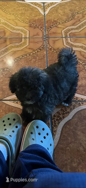 Osito  – Poodle - Toy  puppy for sale in Lindsay, CA