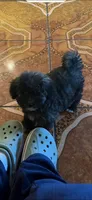 Osito , a male Poodle - Toy  for sale in Lindsay, CA – 1 of 2