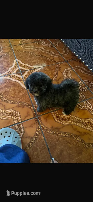 Paco  – Poodle - Toy  puppy for sale in Lindsay, CA