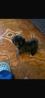 Paco , a male Poodle - Toy  for sale in Lindsay, CA – 1 of 1