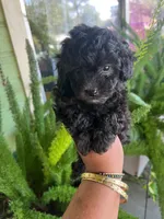 Paco, a male Poodle - Toy  for sale in Lindsay, CA – 1 of 1