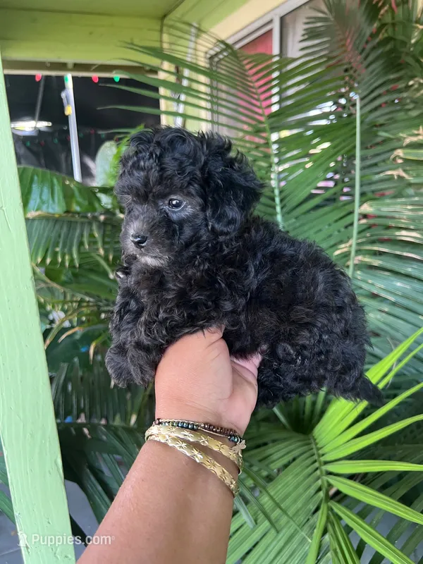 Cosita , a female Poodle - Toy  for sale in Lindsay, CA – 1 of 1