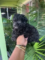 Cosita , a female Poodle - Toy  for sale in Lindsay, CA – 1 of 1