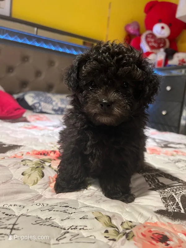 Cosita  – Poodle - Toy  puppy for sale in Lindsay, CA