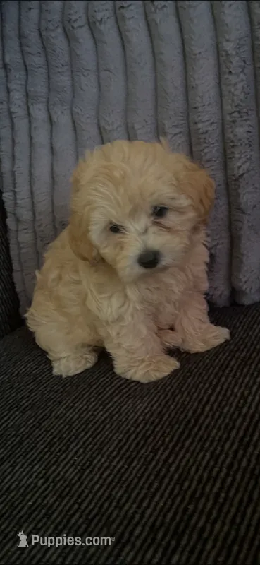 Max – Poodle - Toy  puppy for sale in Lindsay, CA