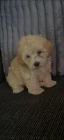 Max, a male Poodle - Toy  for sale in Lindsay, CA – 1 of 1