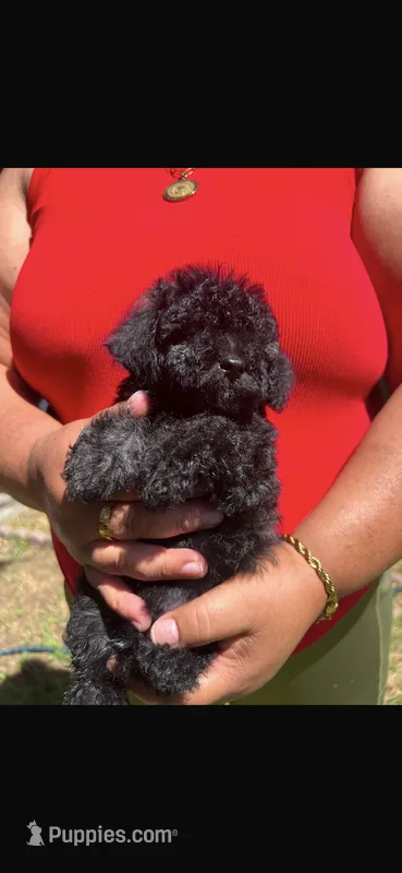 Paco – Poodle - Toy  puppy for sale in Lindsay, CA