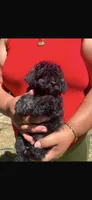 Paco, a male Poodle - Toy  for sale in Lindsay, CA – 1 of 1