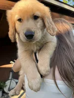 Rose, a female Golden Retriever for sale in Patterson, CA – 5 of 7