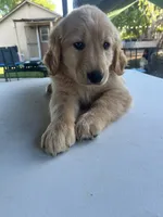 Rose, a female Golden Retriever for sale in Patterson, CA – 3 of 7