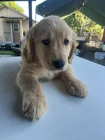 Rose, a female Golden Retriever for sale in Patterson, CA – 2 of 7