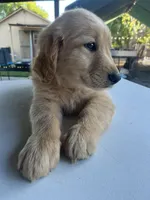 Rose, a female Golden Retriever for sale in Patterson, CA – 7 of 7
