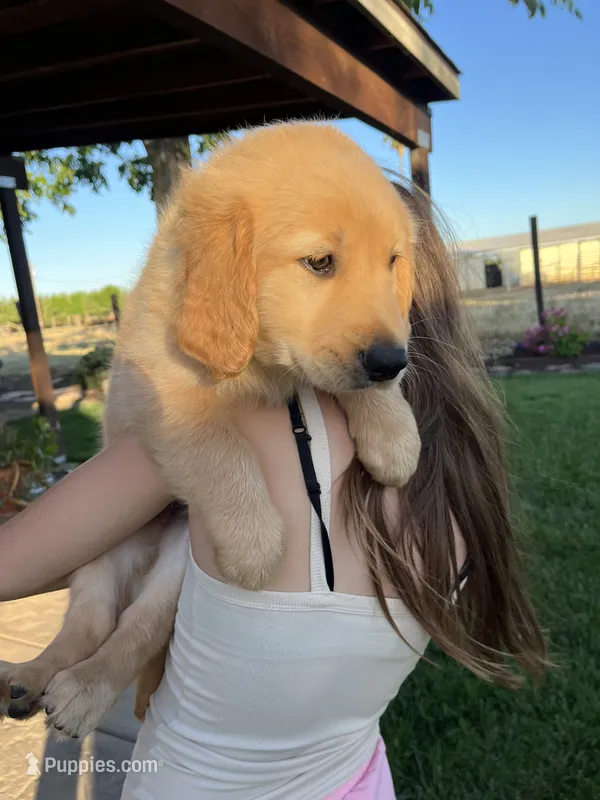 Rose – Golden Retriever puppy for sale in Patterson, CA